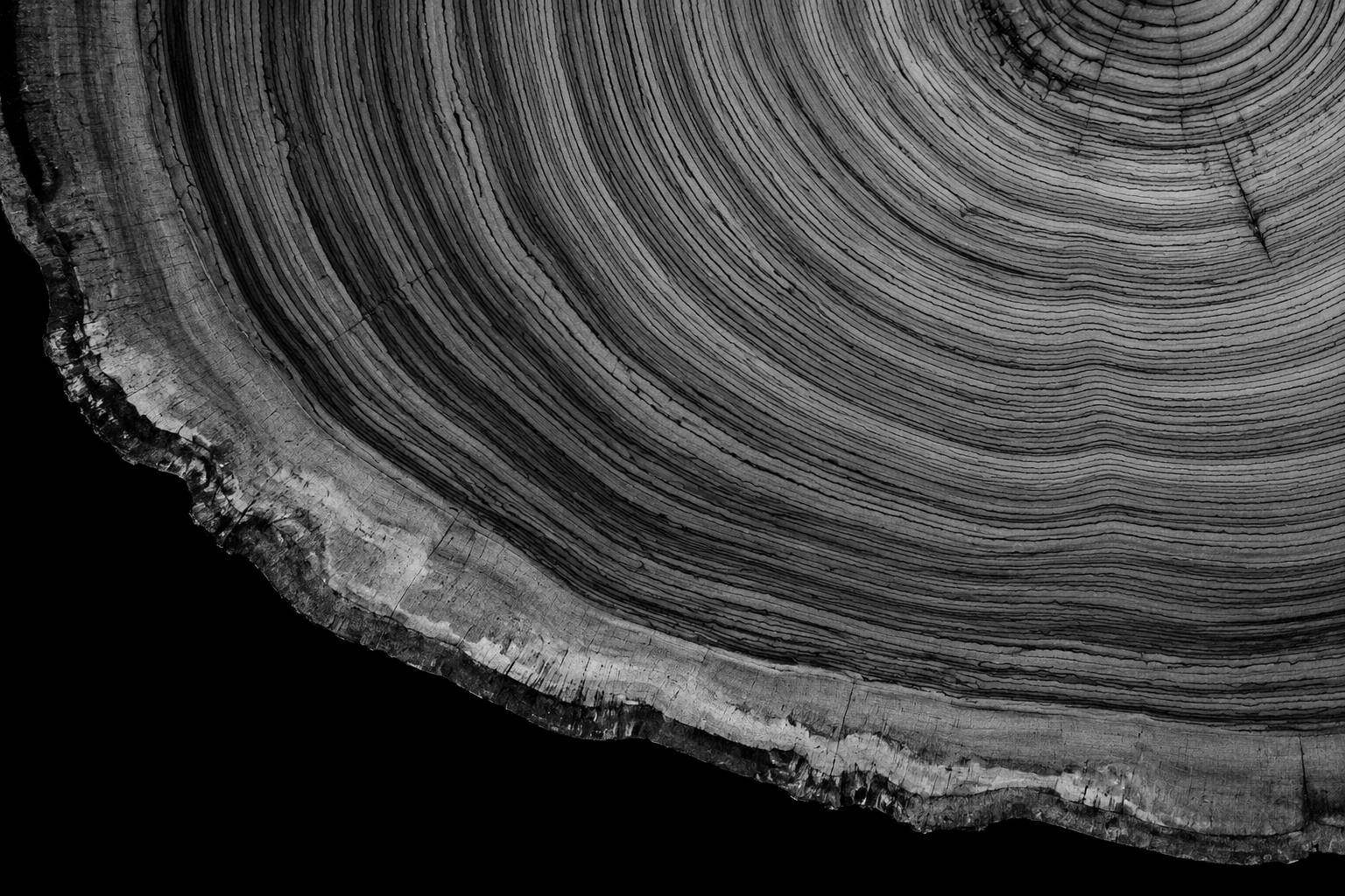 Tree growth rings in greyscale